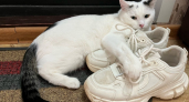 Почему коты любят лежать на грязных ковриках у двери - запомните раз и навсегда